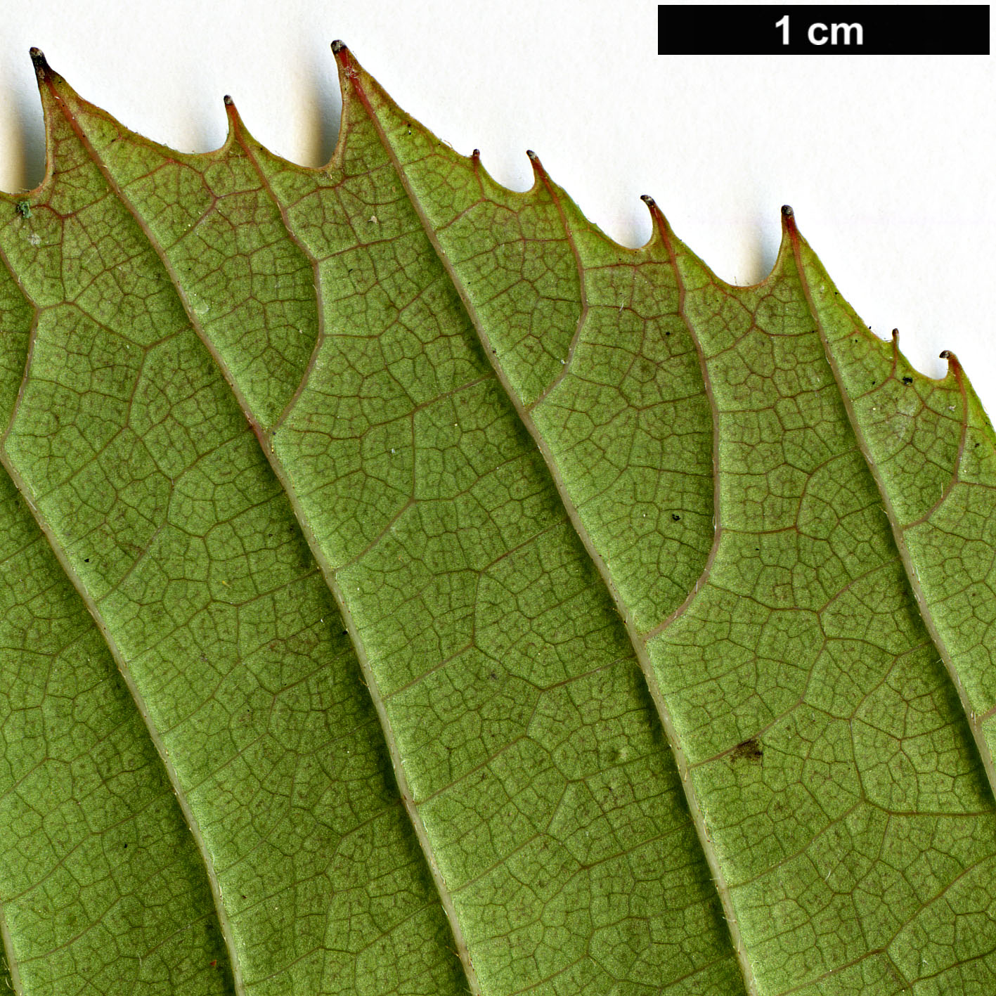 High resolution image: Family: Eupteleaceae - Genus: Euptelea - Taxon: pleiosperma